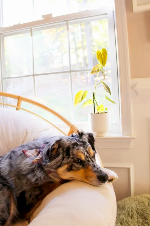 Home Office Natural Light and Greenery
