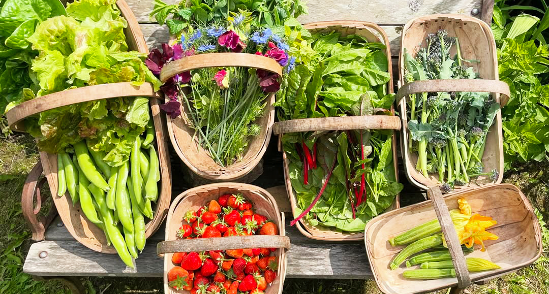14 Vegetable Gardening Tips to Protect Your Plants from Pests and Diseases