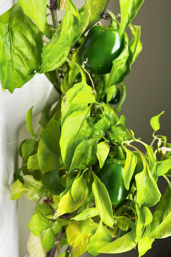 Bell Peppers for Indoor Vegetable Gardening