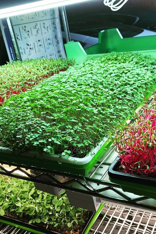 Broccoli for Indoor Vegetable Gardening