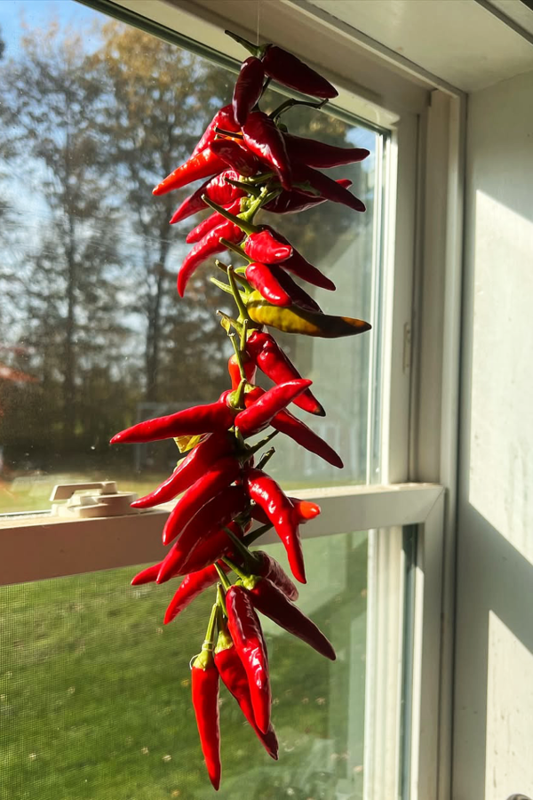 Chili Peppers for Indoor Vegetable Gardening