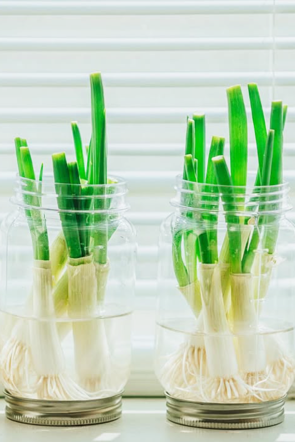 Green Onions for Indoor Vegetable Gardening