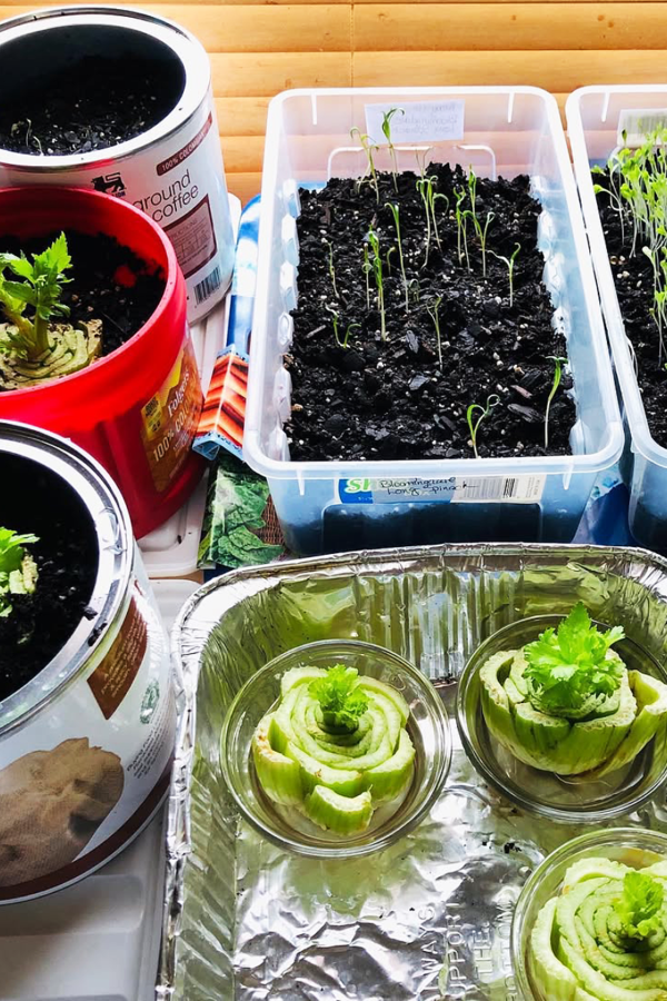 Indoor Vegetable Gardening for Indoor Vegetable Gardening