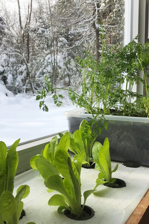 Indoor Vegetable Gardening Inspiration for Indoor Vegetable Gardening