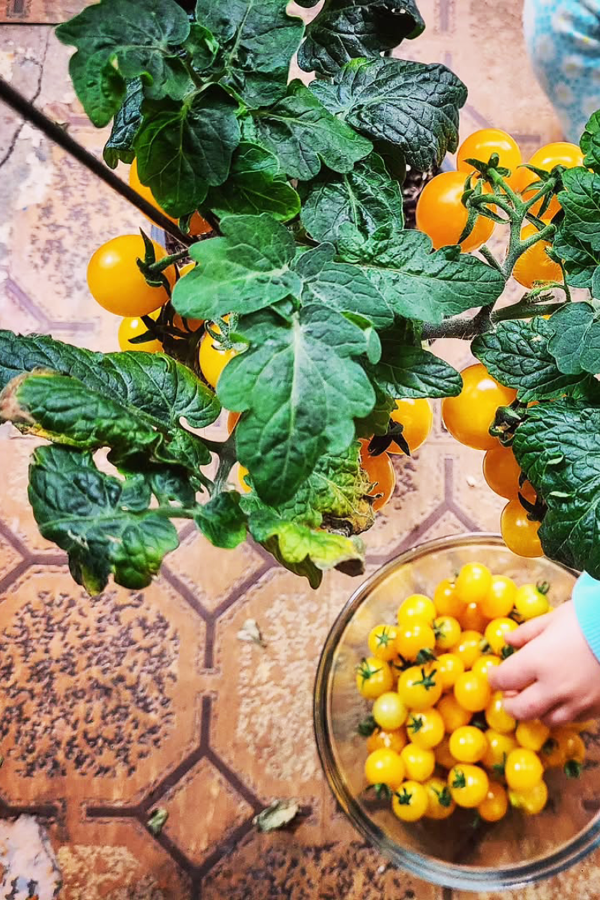 Indoor Vegetable Gardening Inspiration - Tomatoes for Indoor Vegetable Gardening