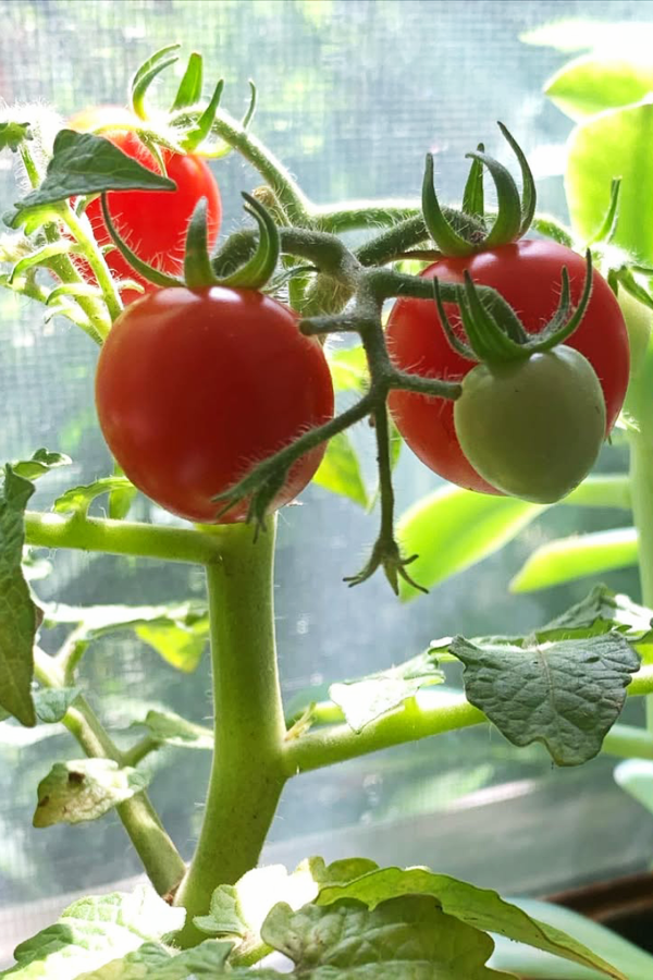 Indoor Vegetable Gardening Inspiration - Micro Dwarf Tomatoes for Indoor Vegetable Gardening