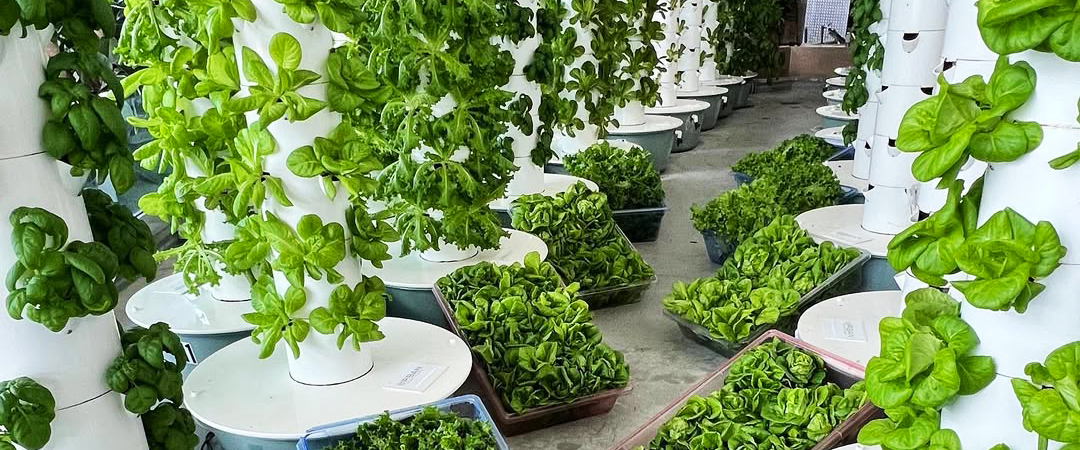 25 Best Vegetables for Indoor Vegetable Gardening All Year Long