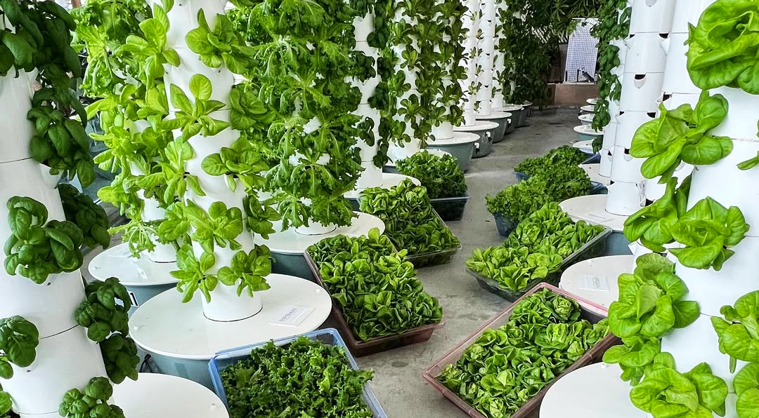 25 Best Vegetables for Indoor Vegetable Gardening All Year Long