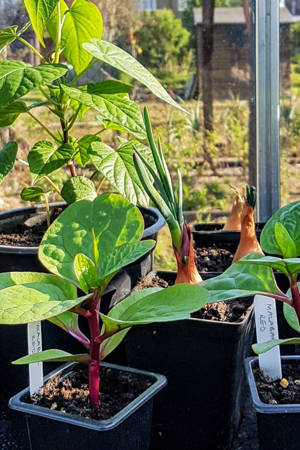 Spinach for Indoor Vegetable Gardening